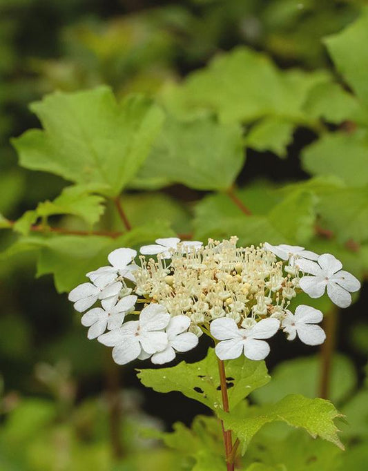 Viburnum Opulus (Geulder Rose) [40-60cm] 25 per bundle