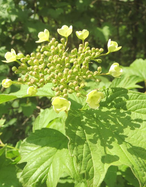 Viburnum Opulus (Geulder Rose) [40-60cm] 25 per bundle