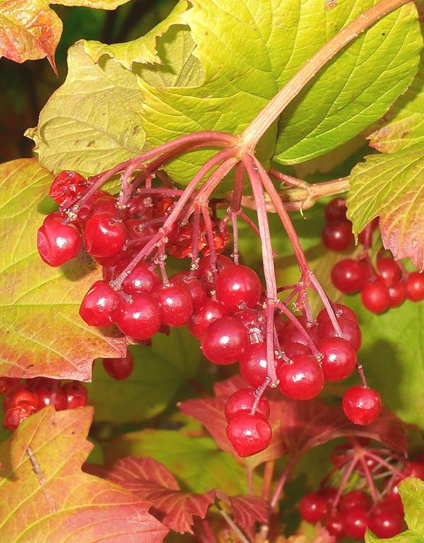Viburnum Opulus (Geulder Rose) [40-60cm] 25 per bundle